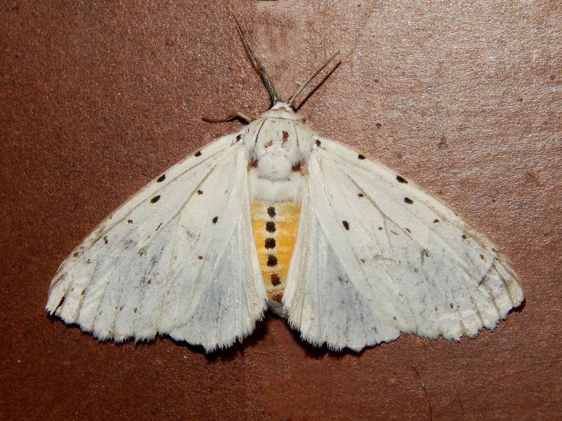 Spilosoma lubricipedum o urticae?...  Hyphantria cunea !